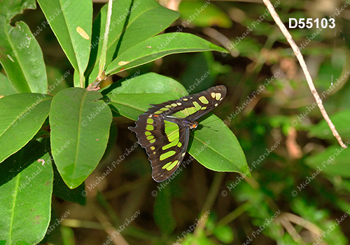 Malachite Butterfly (Siproeta stelenes)